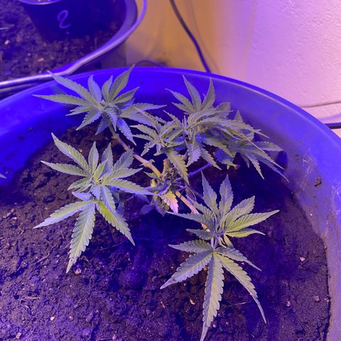 Cookies Gelato Fem. growlog timeline photo