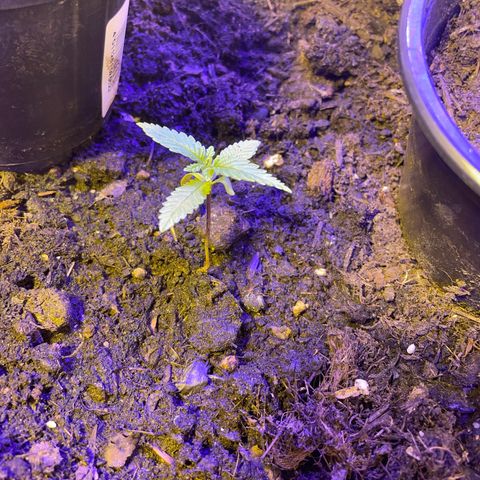 Royal Gorilla FEM  growlog timeline photo