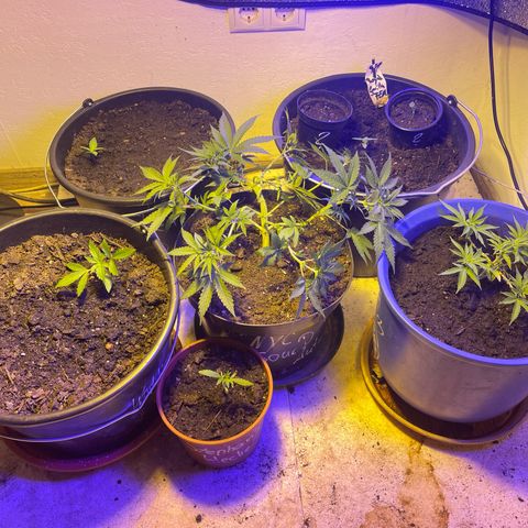 Cookies Gelato Fem. growlog timeline photo