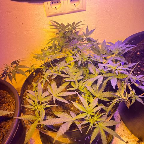 NYC Sour D Auto  growlog timeline photo