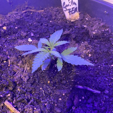 Royal Gorilla FEM  growlog timeline photo