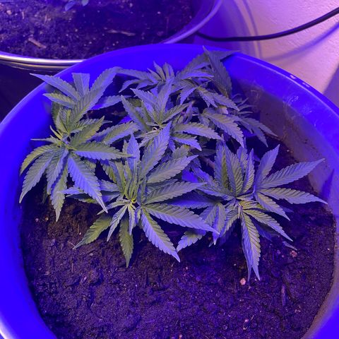 Cookies Gelato Fem. growlog timeline photo