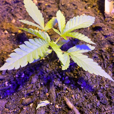 Royal Gorilla FEM  growlog photo: Topping 💪🏻