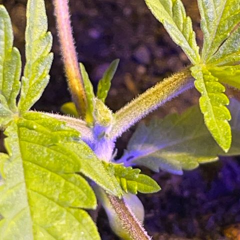 Royal Gorilla FEM  growlog photo: Topping 