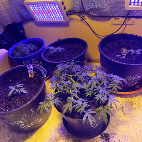 Cookies Gelato Fem. growlog photo: ❤️‍🔥❤️‍🔥❤️‍🔥