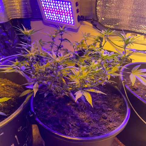 NYC Sour D Auto  growlog timeline photo