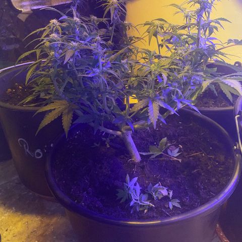NYC Sour D Auto  growlog timeline photo