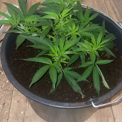 Cookies Gelato Fem. growlog timeline photo
