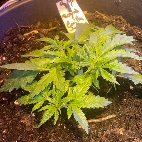 Royal Gorilla FEM  growlog timeline photo