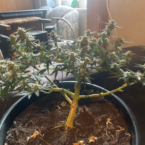 NYC Sour D Auto  growlog photo: 🥰🥰🥰🥰🥰🥰