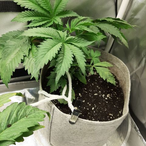 Auto Pounder growlog timeline photo