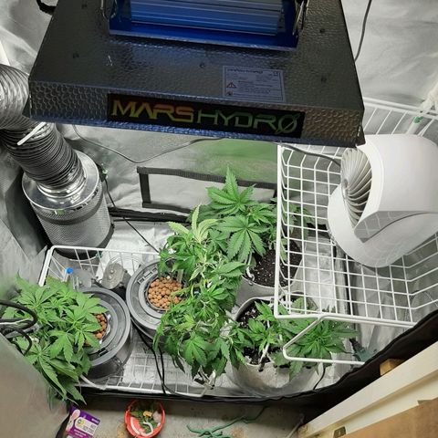 Auto Pounder growlog timeline photo