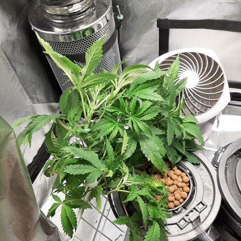 Auto Pounder growlog timeline photo