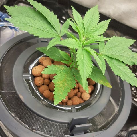 Auto Pounder growlog timeline photo