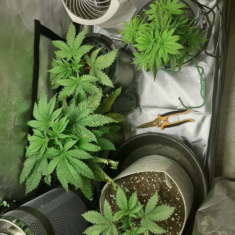 Auto Pounder growlog timeline photo
