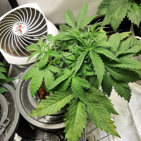 Auto Pounder growlog timeline photo