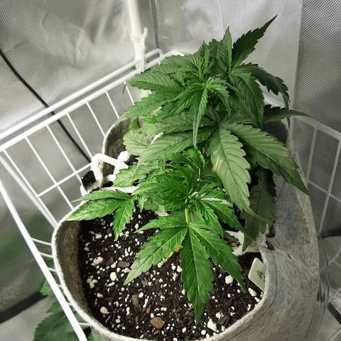 Auto Pounder growlog timeline photo