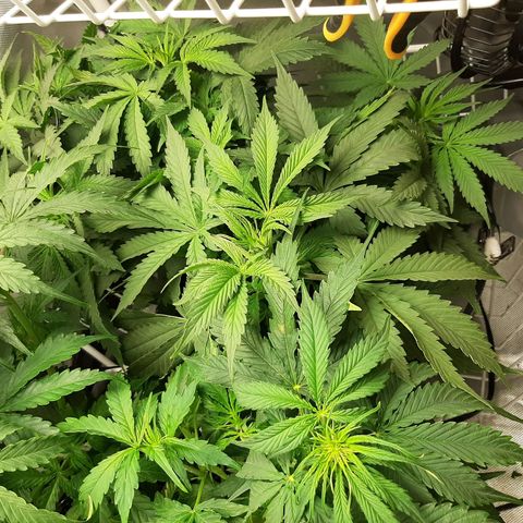 Auto Pounder growlog timeline photo