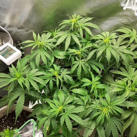 Auto Pounder growlog timeline photo