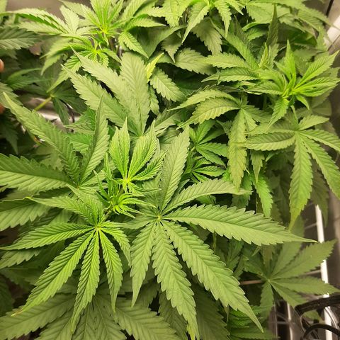 Auto Pounder growlog timeline photo