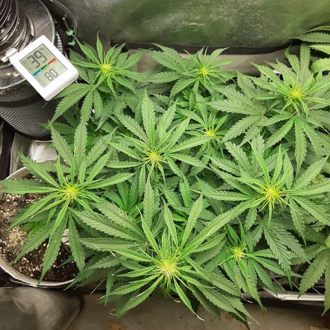 Auto Pounder growlog timeline photo