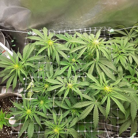 Auto Pounder growlog photo: SCROG set week 2 of flowering