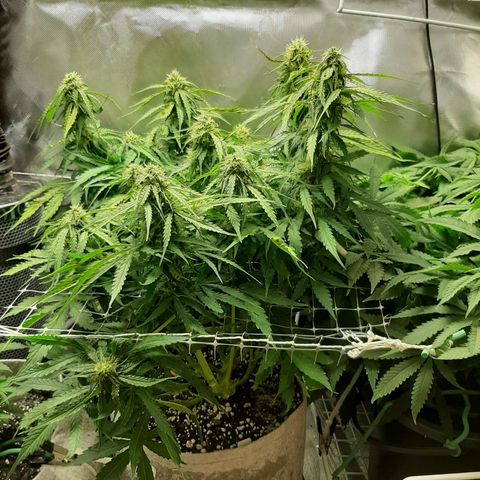 Auto Pounder growlog timeline photo