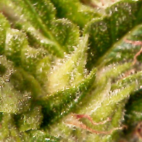Auto Pounder growlog photo: Almost done at 80 days from seed. 