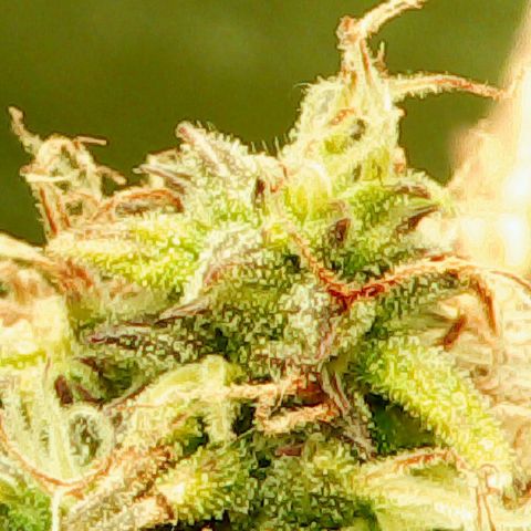 Auto Pounder growlog photo: Almost done at 80 days from seed. 