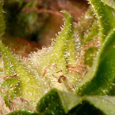 Auto Pounder growlog photo: Almost done at 80 days from seed. 