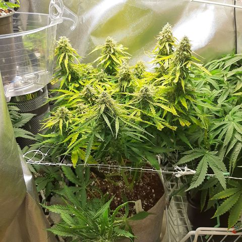 Auto Pounder growlog photo: Almost done at 80 days from seed. 