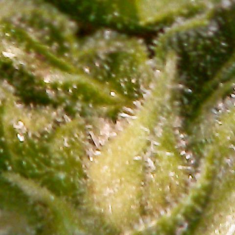 Auto Pounder growlog photo: Almost done at 80 days from seed. 