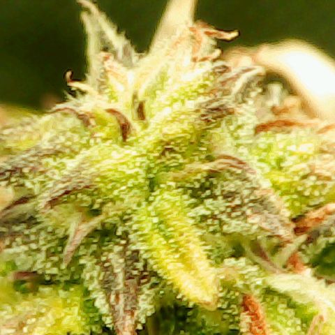 Auto Pounder growlog photo: Almost done at 80 days from seed. 