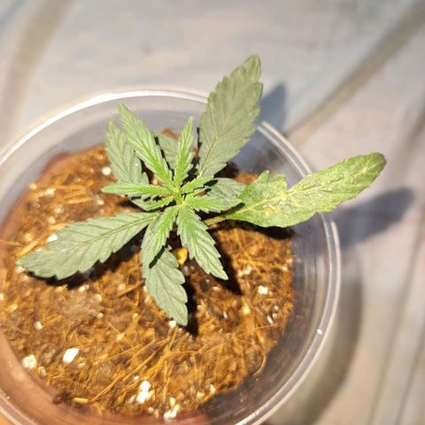 Strawberry banana  growlog timeline photo
