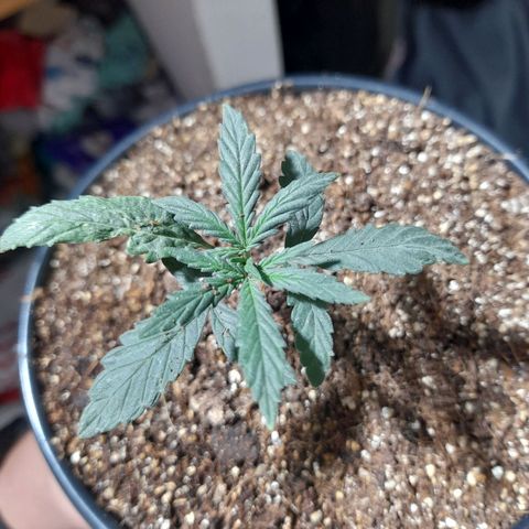 Strawberry banana  growlog timeline photo