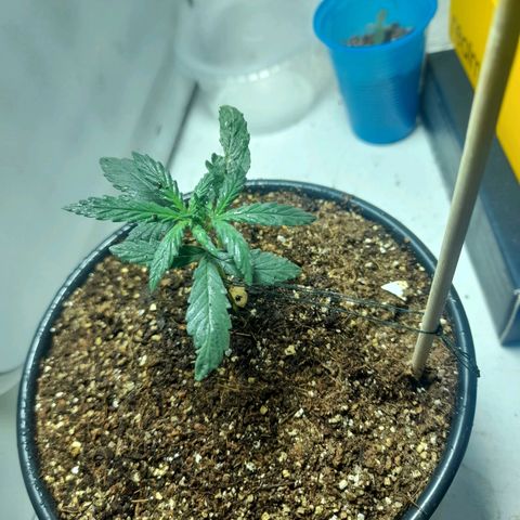 Strawberry banana  growlog timeline photo