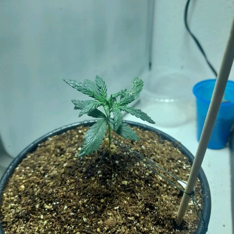 Strawberry banana  growlog timeline photo
