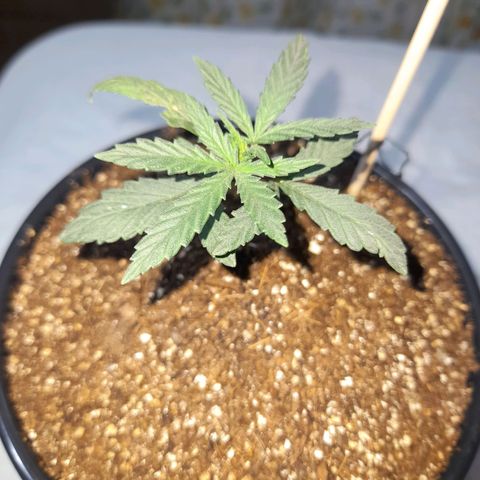 Strawberry banana  growlog timeline photo