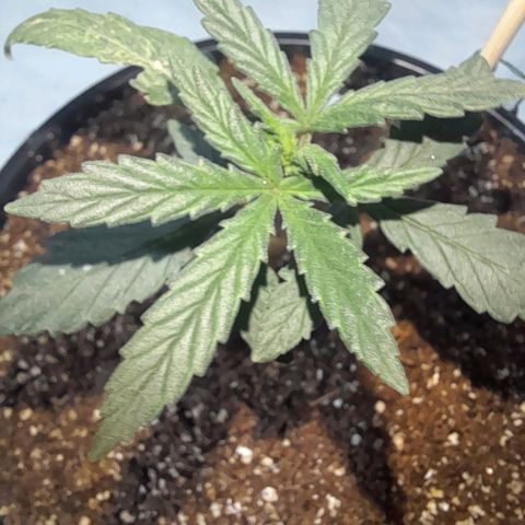 Strawberry banana  growlog timeline photo