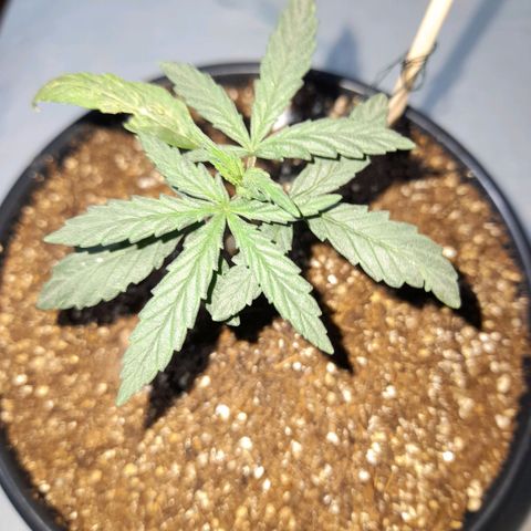 Strawberry banana  growlog timeline photo
