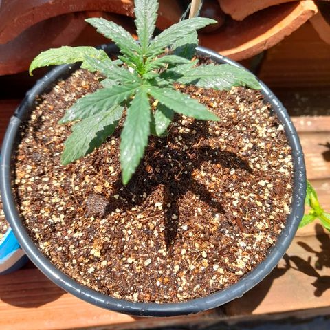 Strawberry banana  growlog photo: Saindo do indor para tomar sol no outdor