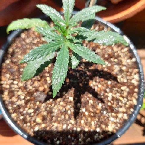 Strawberry banana  growlog photo: Saindo do indor para tomar sol no outdor