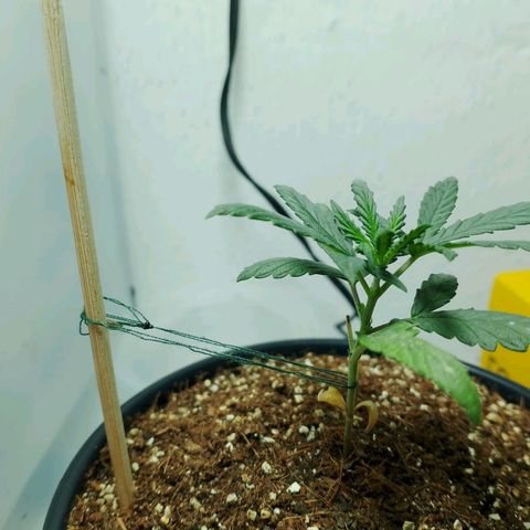 Strawberry banana  growlog timeline photo