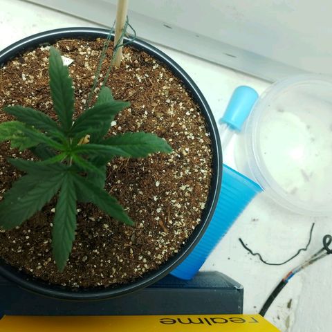 Strawberry banana  growlog timeline photo