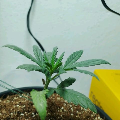 Strawberry banana  growlog timeline photo