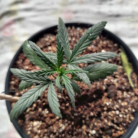 Strawberry banana  growlog timeline photo