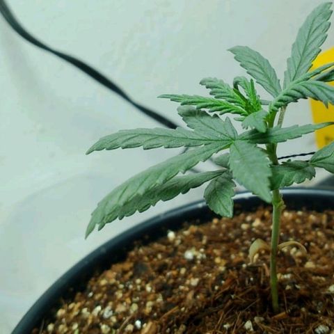 Strawberry banana  growlog timeline photo