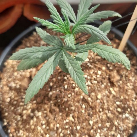 Strawberry banana  growlog timeline photo