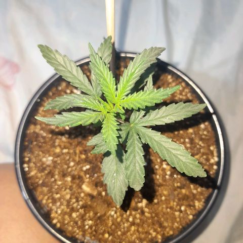 Strawberry banana  growlog timeline photo