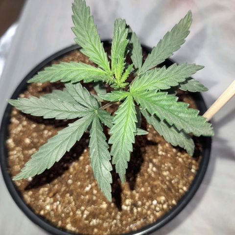 Strawberry banana  growlog timeline photo